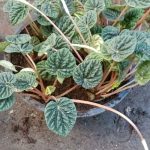 Peperomia caperata Yunck. Peperomia caperata Yunck.
