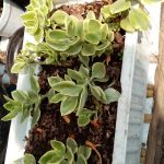 Peperomia serpens Loudon Peperomia serpens Loudon