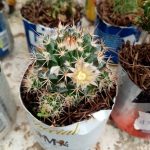 Mammillaria winterae Boed. Mammillaria winterae Boed.