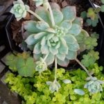 WhatsApp Image 2021-02-11 at 11.45.33 AM (2) Ecreveria elegans rose