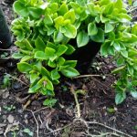 Aptenia cordifolia Schwantes Aptenia cordifolia Schwantes