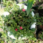 Mesembryanthemum cordifolium L.F Mesembryanthemum cordifolium L.F