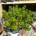 Sedum album L. Sedum album L.