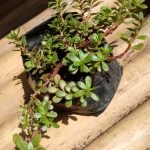 PORTULACA OLERACEA PORTULACA OLERACEA