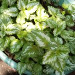 Lamium galeobdolon Lamium galeobdolon