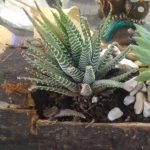 Aloe Aristata Haw. Aloe Aristata Haw.