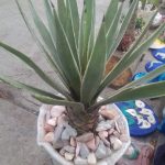 Agave americana L. Agave americana L.