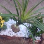 Nolina recurvata Hemsl Nolina recurvata Hemsl