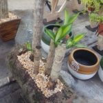 Dracacena fragrans (L.) Ker Gawl. Dracacena fragrans (L.) Ker Gawl.