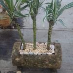 Dracaena reflexa Lam. Dracaena reflexa Lam.