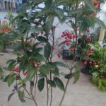 Ardisia crenata Sims Ardisia crenata Sims