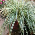 Phalaris Arundinacea L. Phalaris Arundinacea L.